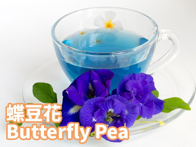 藍色夢幻蝶豆花 吃法 好處 副作用 台灣營養